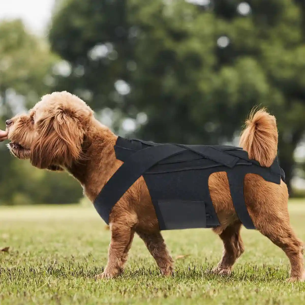 Dog Back Support Brace Full-Length Spinal Support Vest