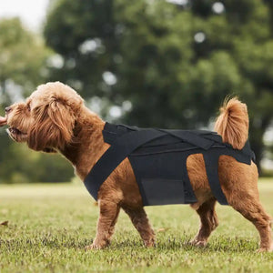 Dog Back Support Brace Full-Length Spinal Support Vest