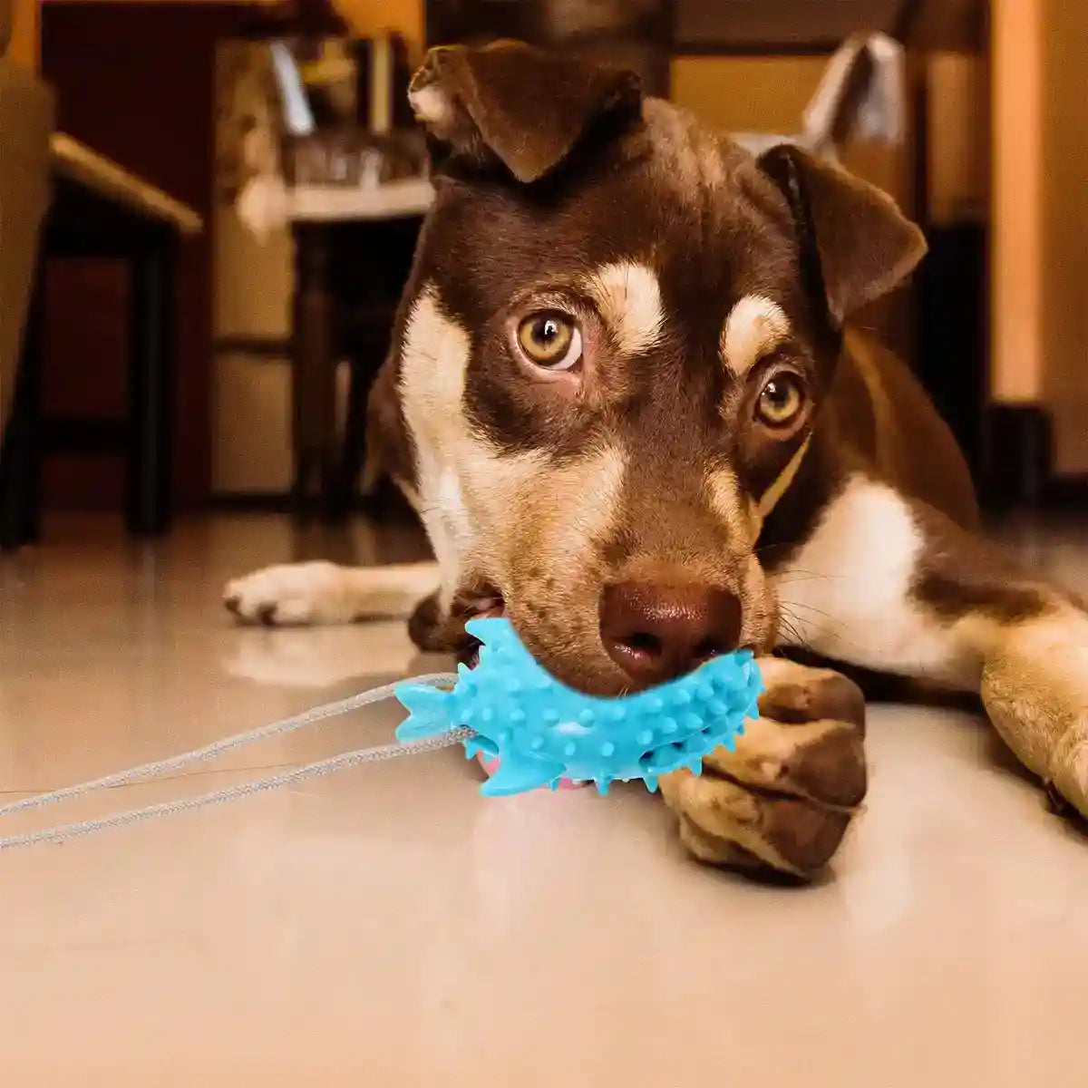 Suction Cup Tug Toy for Dogs