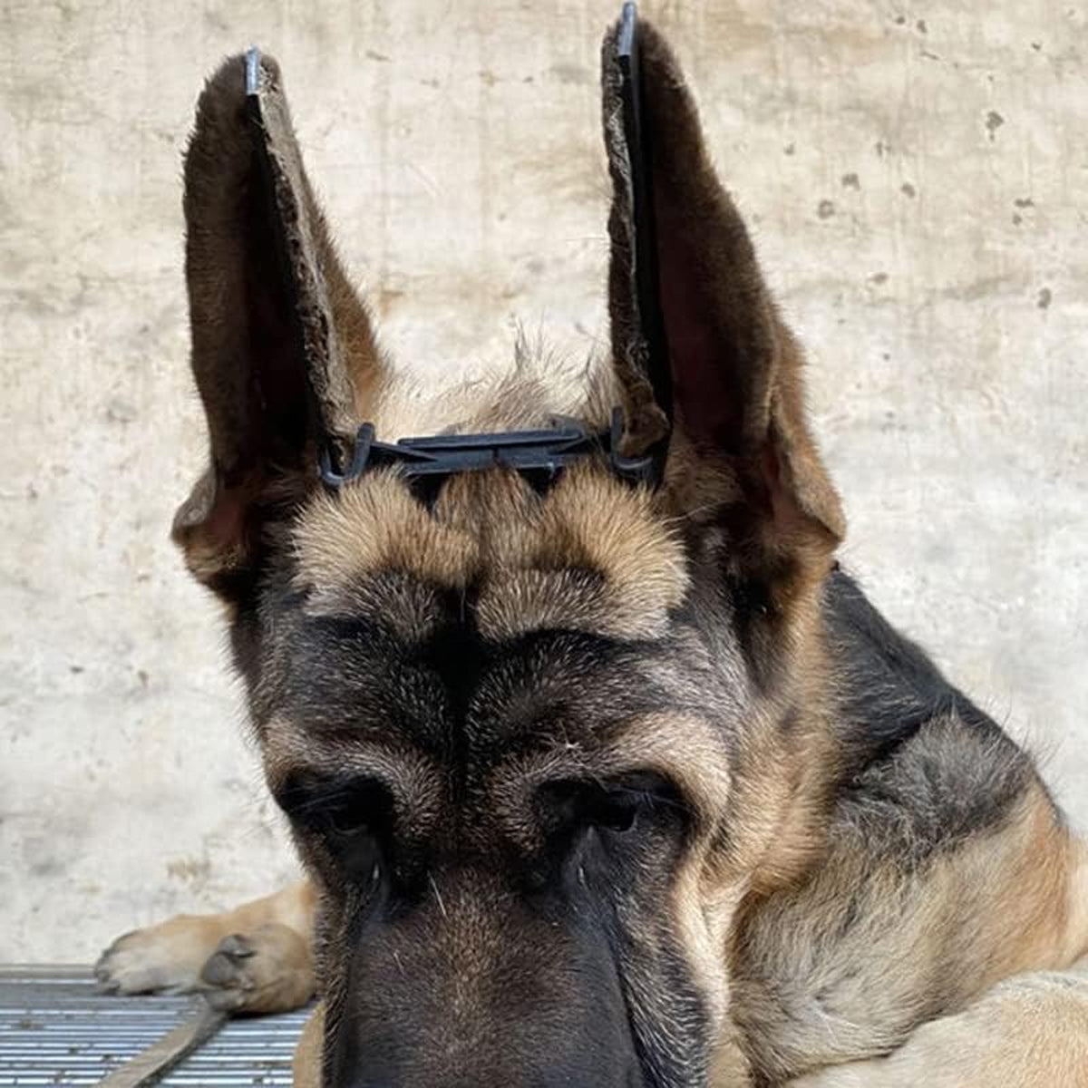 Dog Ear Support Stand Upright Ear Training Kit With Tape