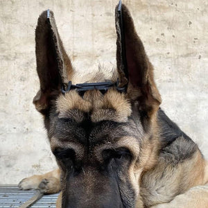 Dog Ear Support Stand Upright Ear Training Kit With Tape