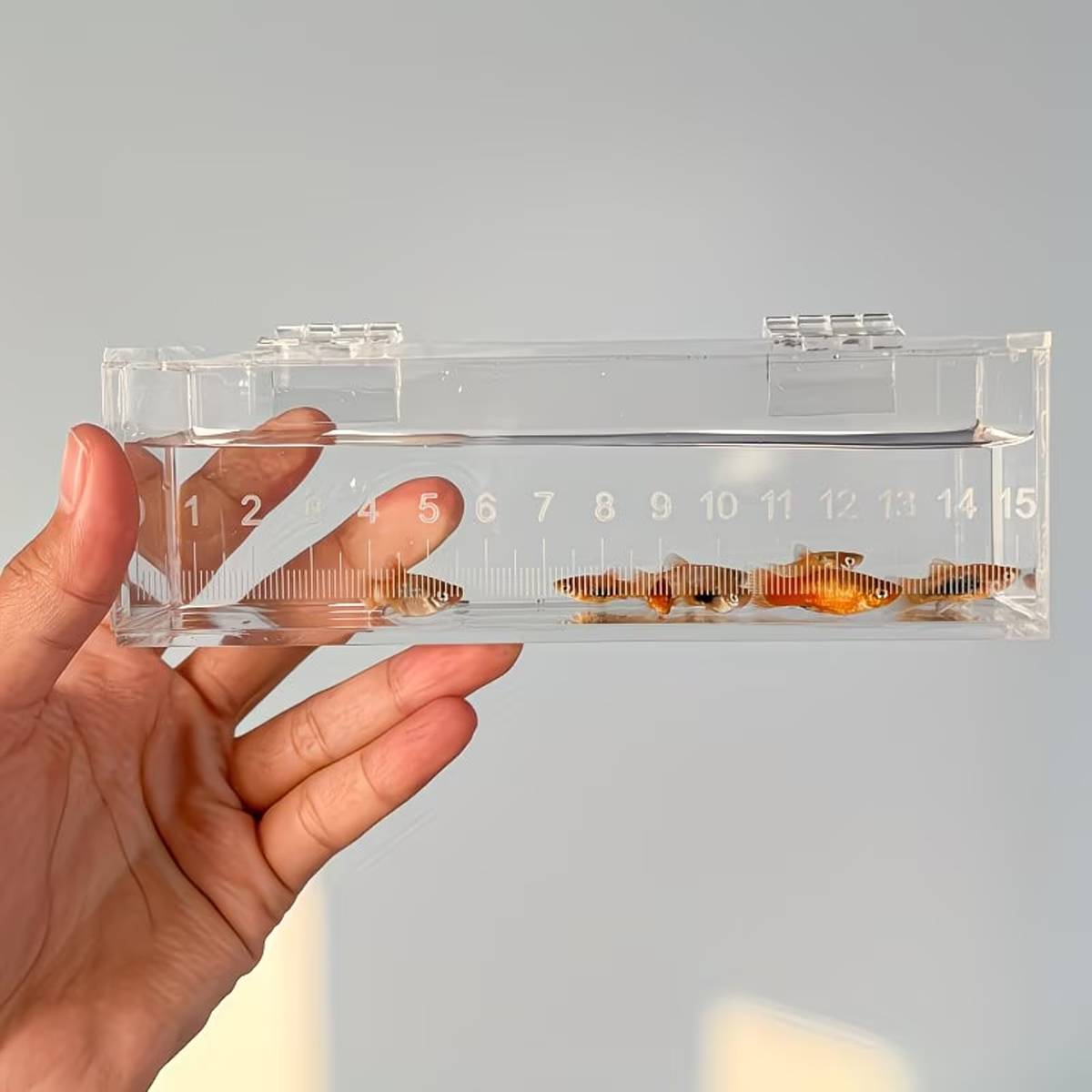 Fish Measuring Box With Ruler
