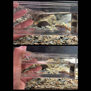 Fish Measuring Box With Ruler