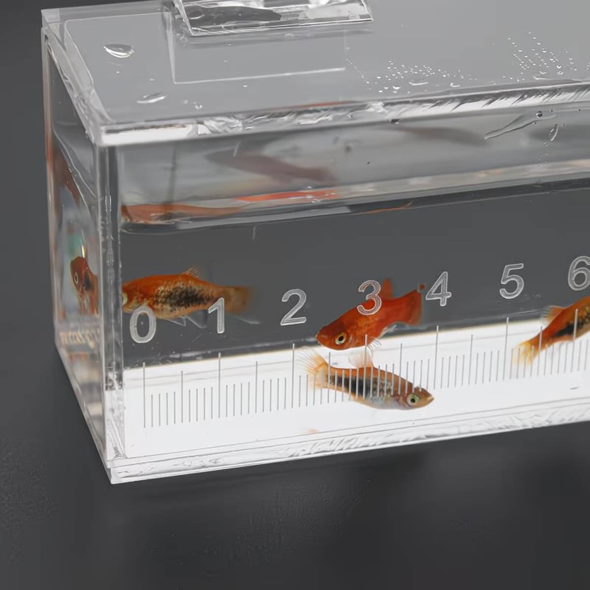 Fish Measuring Box With Ruler