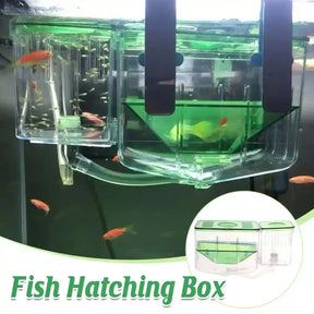 Transparent fish incubator with green lid for aquarium breeding

