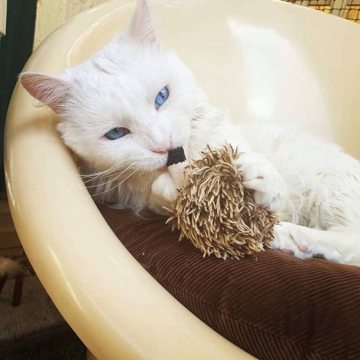 Interactive Cat Toy Hedgehog With Sound