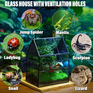 Glass Breeding Box Insect Terrarium With Vent