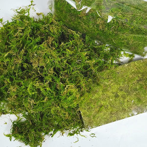 150g Compressed Natural Moss Mat Substrate