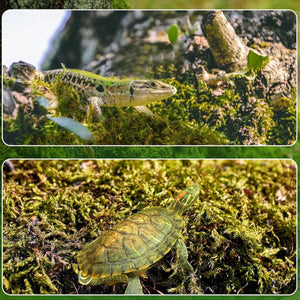 150g Compressed Natural Moss Mat Substrate
