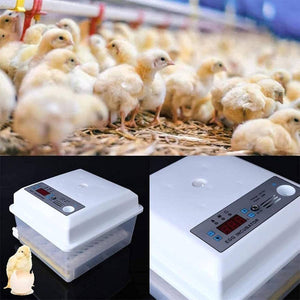 24 Eggs Intelligent Egg Incubator With Automatic Turning