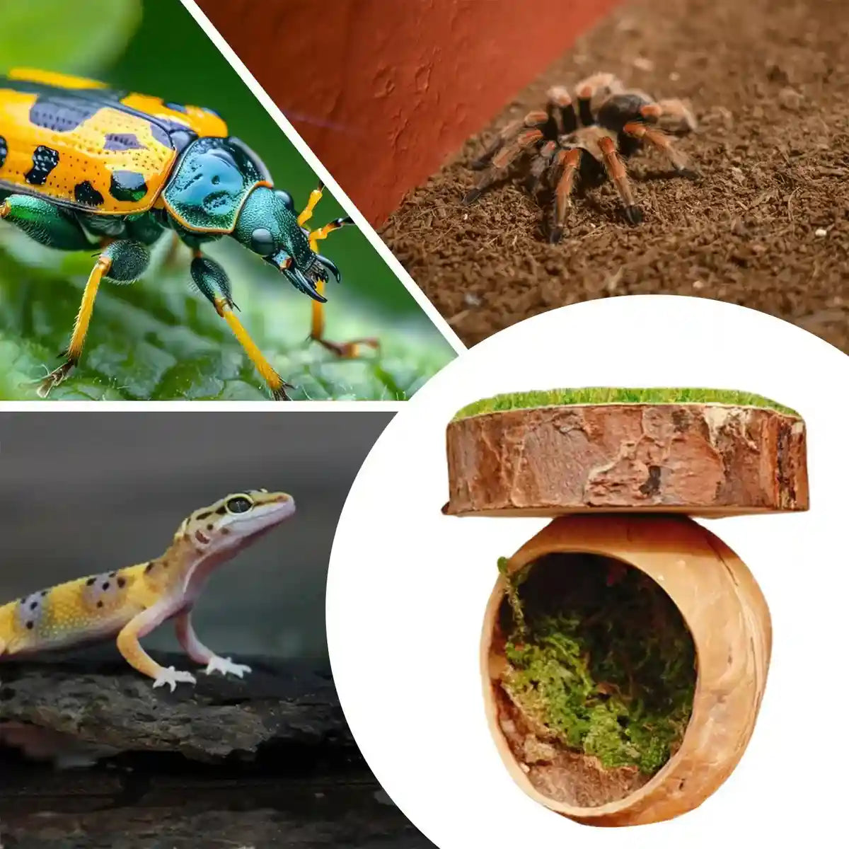 Magnetic Walnut Spider Hideout Natural Reptile Habitat Ornament