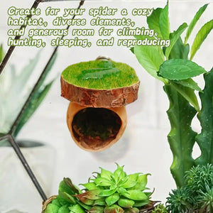 Magnetic Walnut Spider Hideout Natural Reptile Habitat Ornament