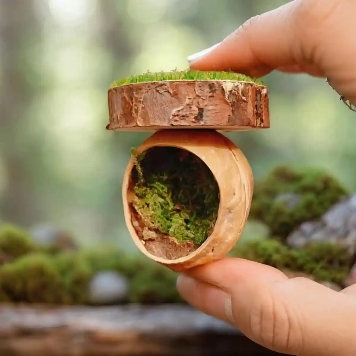 Magnetic Walnut Spider Hideout Natural Reptile Habitat Ornament