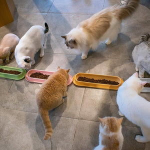 Non-Slip Cat Feeding Bowl Anti-Spill Single Food Dish for Kittens