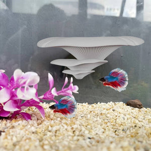 Mushroom Ledge - Terrarium Climbing & Resting Shelf