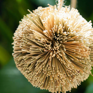 Natural Parrot Chew Toy Ball | Woven Foraging Bird Toy for Cages