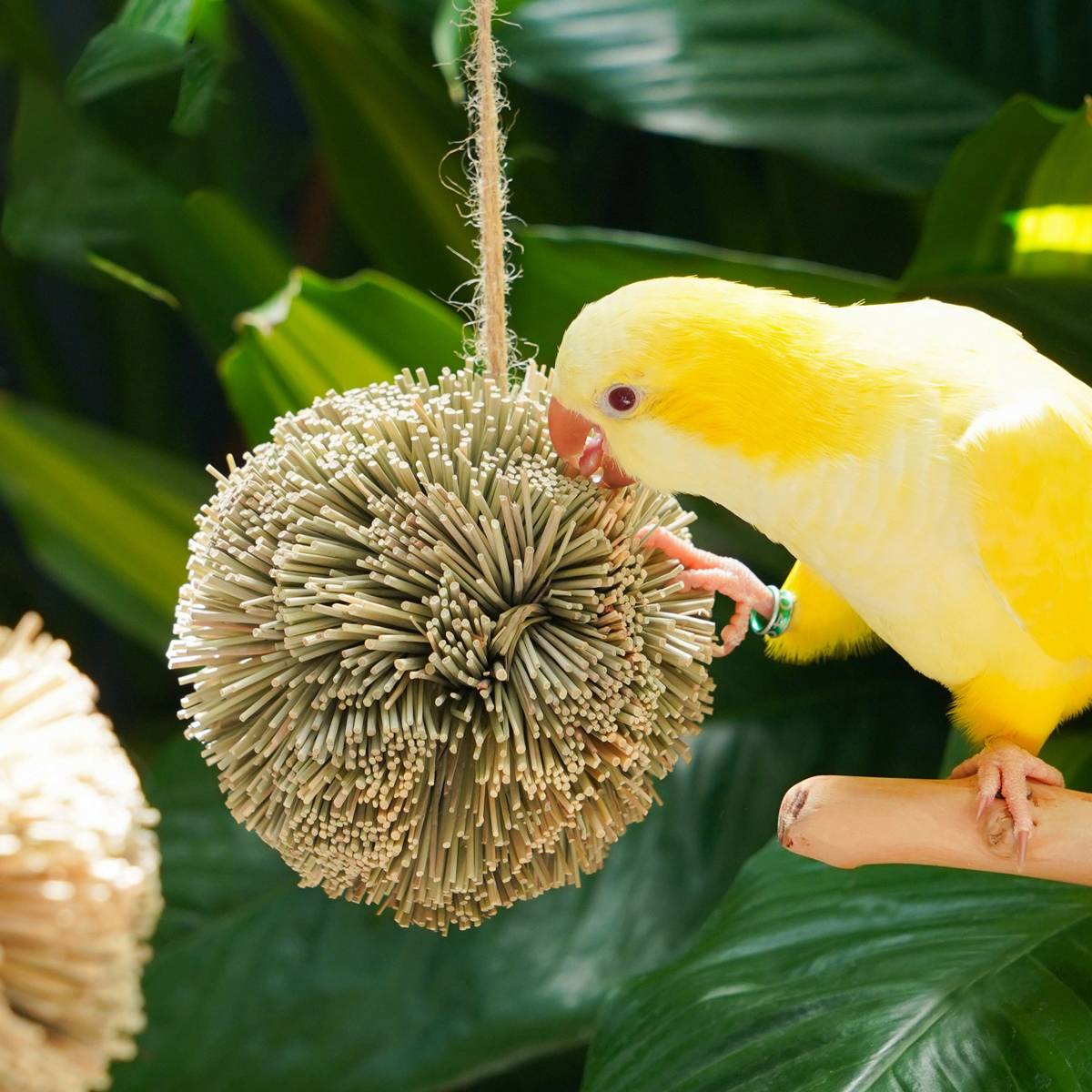 Natural Parrot Chew Toy Ball | Woven Foraging Bird Toy for Cages