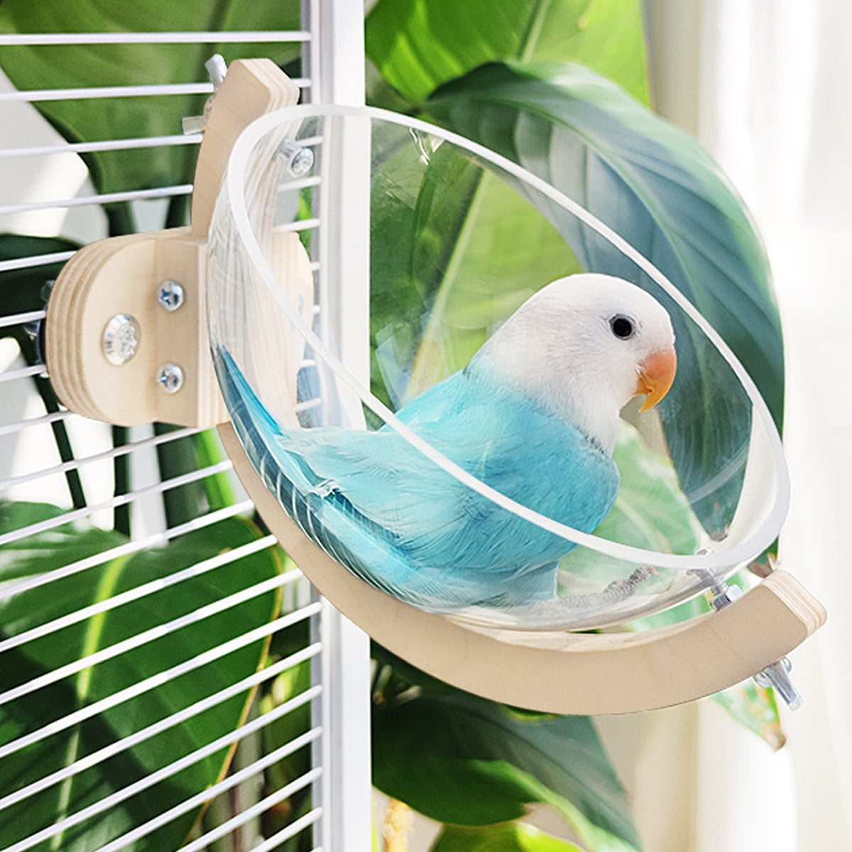 Transparent Bird Nest Capsule Wooden Wall-Mount Design