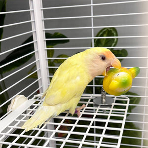 Parrot Spring Bird Toy Cage Mount