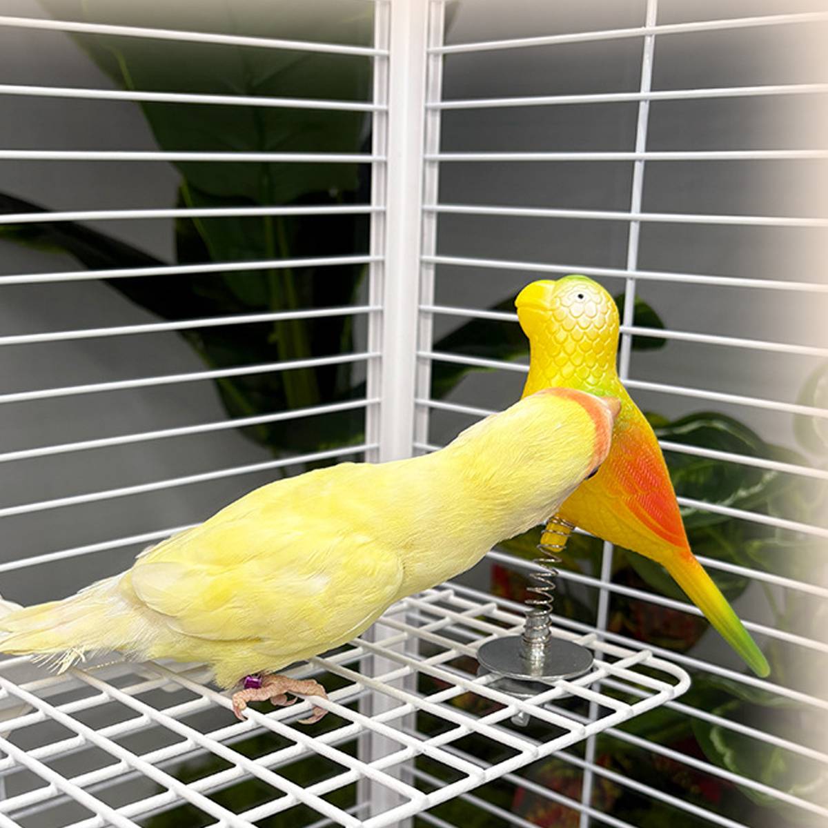 Parrot Spring Bird Toy Cage Mount