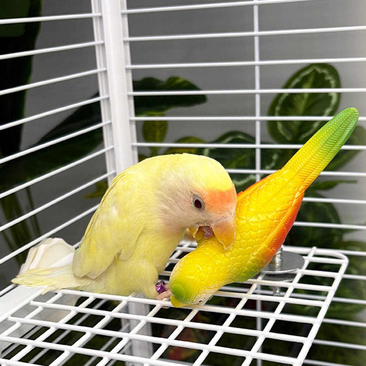 Parrot Spring Bird Toy Cage Mount