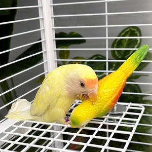 Parrot Spring Bird Toy Cage Mount