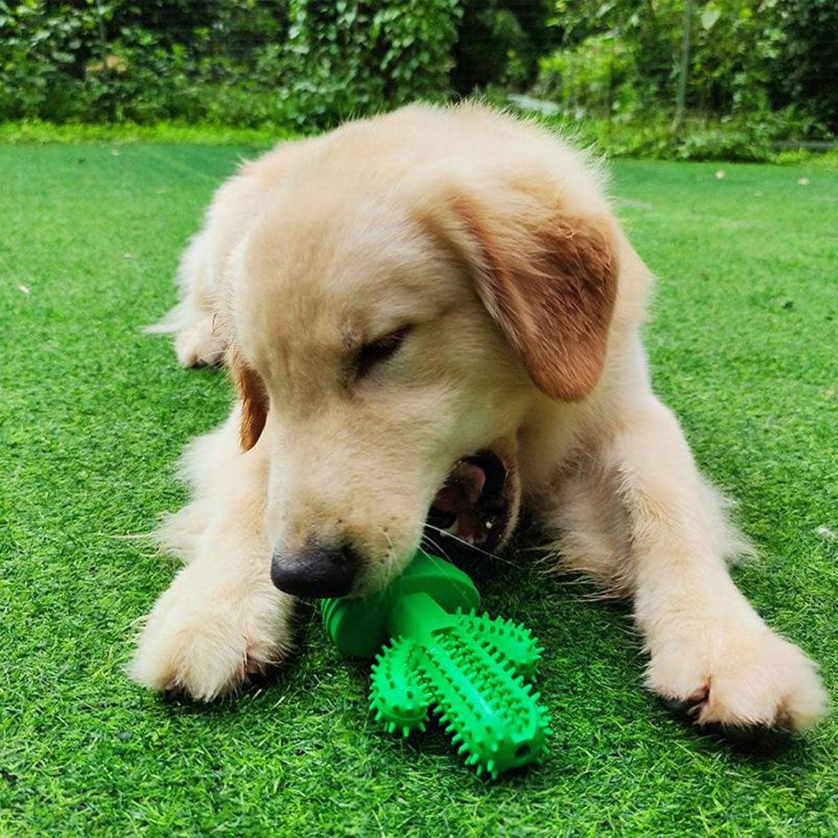 Cactus Shape Dog Chew Toy for Teeth Cleaning and Anxiety Relief
