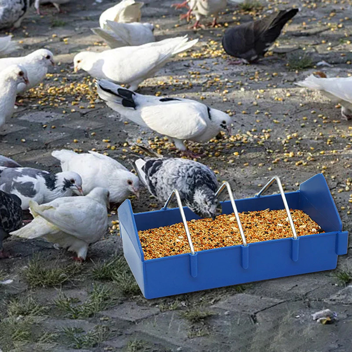 Anti-Spill Pigeon Feeder 2PCS Durable Bird Poultry Feeding Trough