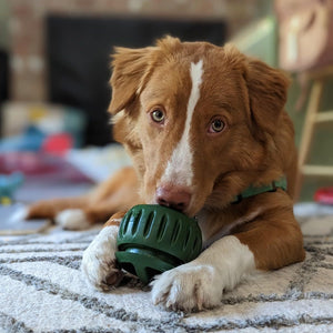 Durable Dog Treat Tray Mold & Toy Long-Lasting Dog Snack Maker