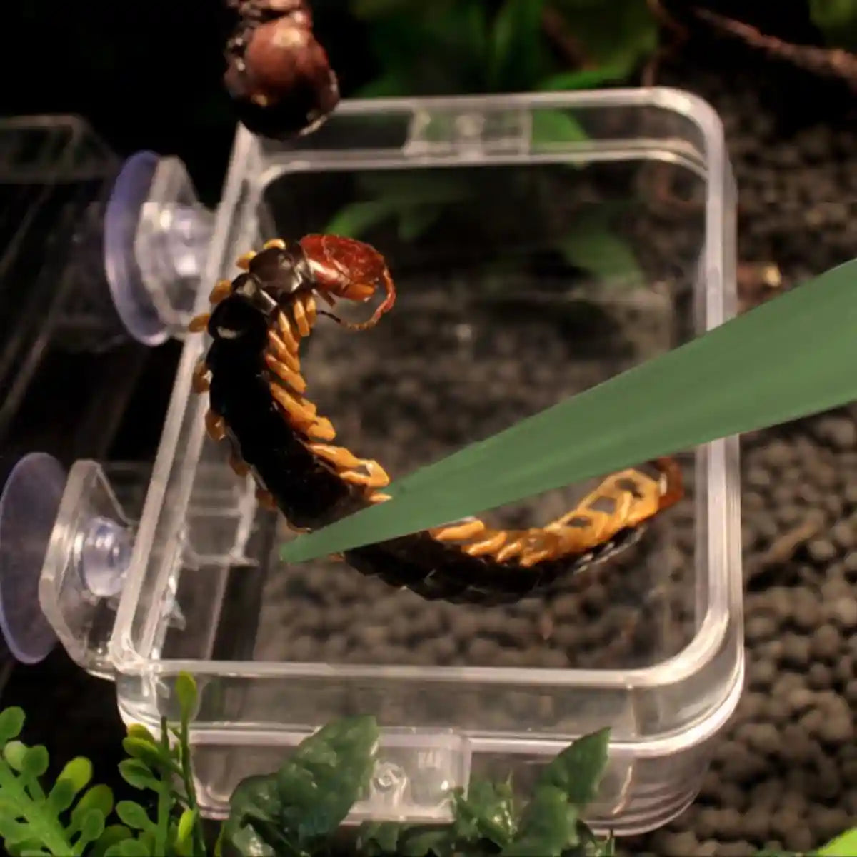 Luminous Tweezers 18cm Straight Feeding Tool For Reptile Tortoise Lizard Frog Spider