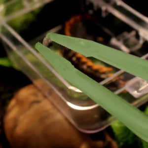 Luminous Tweezers 18cm Straight Feeding Tool For Reptile Tortoise Lizard Frog Spider