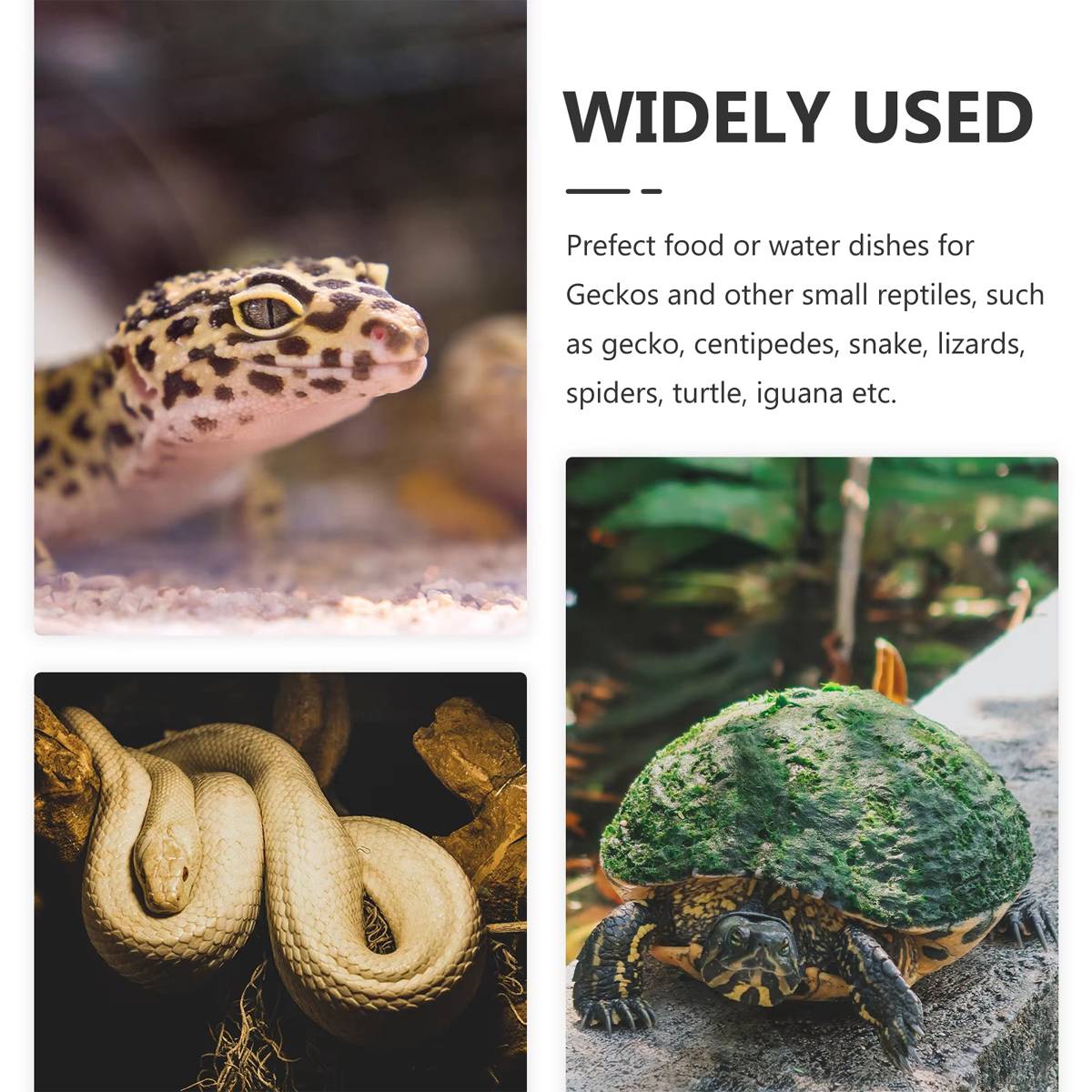 Resin Reptile Water Bowl Feeding Dish