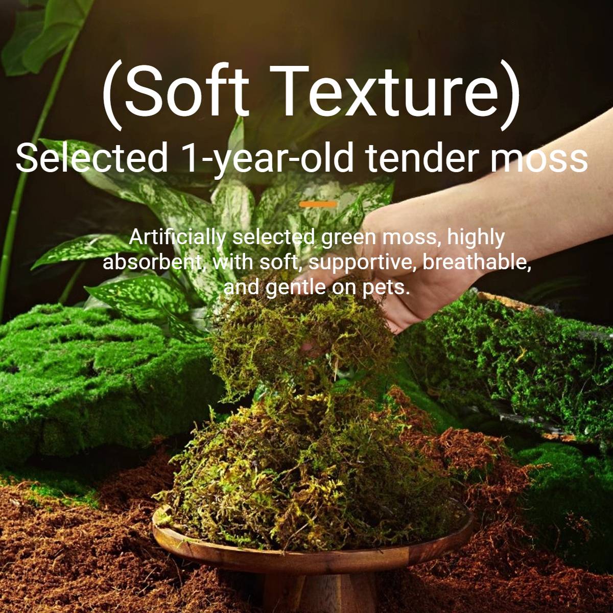 Tortoise Hibernation Set - Coconut Soil Reptile Terrarium Kit (L)