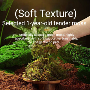 Tortoise Hibernation Set - Coconut Soil Reptile Terrarium Kit (L)