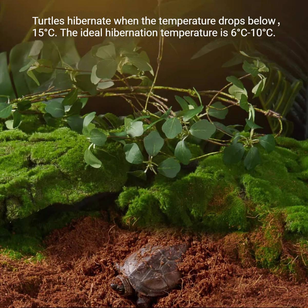 Tortoise Hibernation Set - Coconut Soil Reptile Terrarium Kit (L)