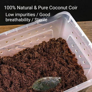 Tortoise Hibernation Set - Coconut Soil Reptile Terrarium Kit (L)