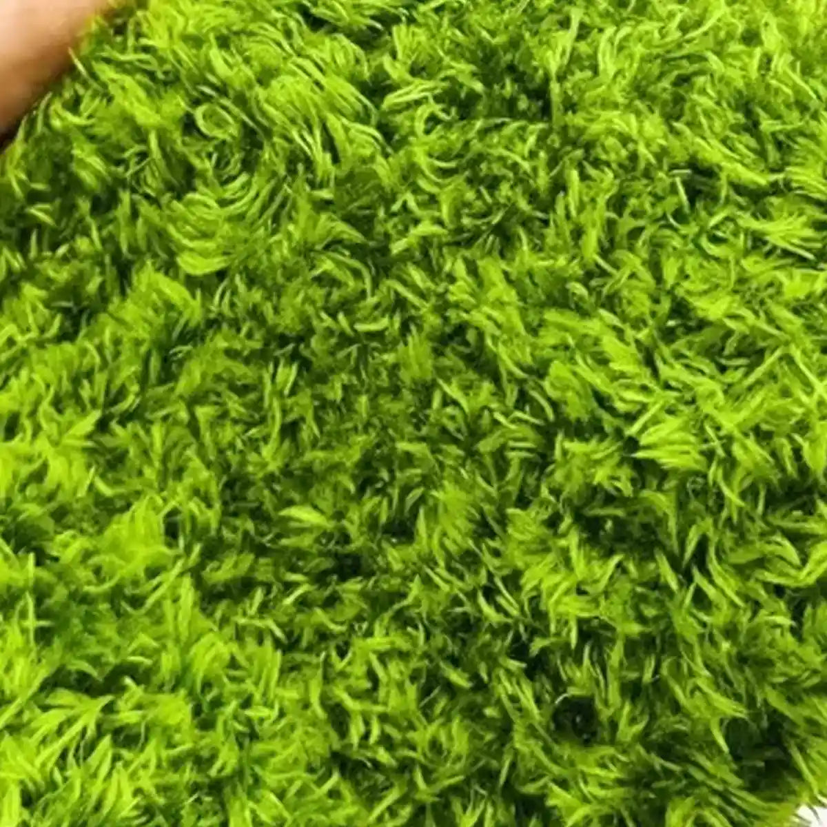 Climbing Pet Rainforest Landscape Moss Carpet Pet Horned Frog Pad