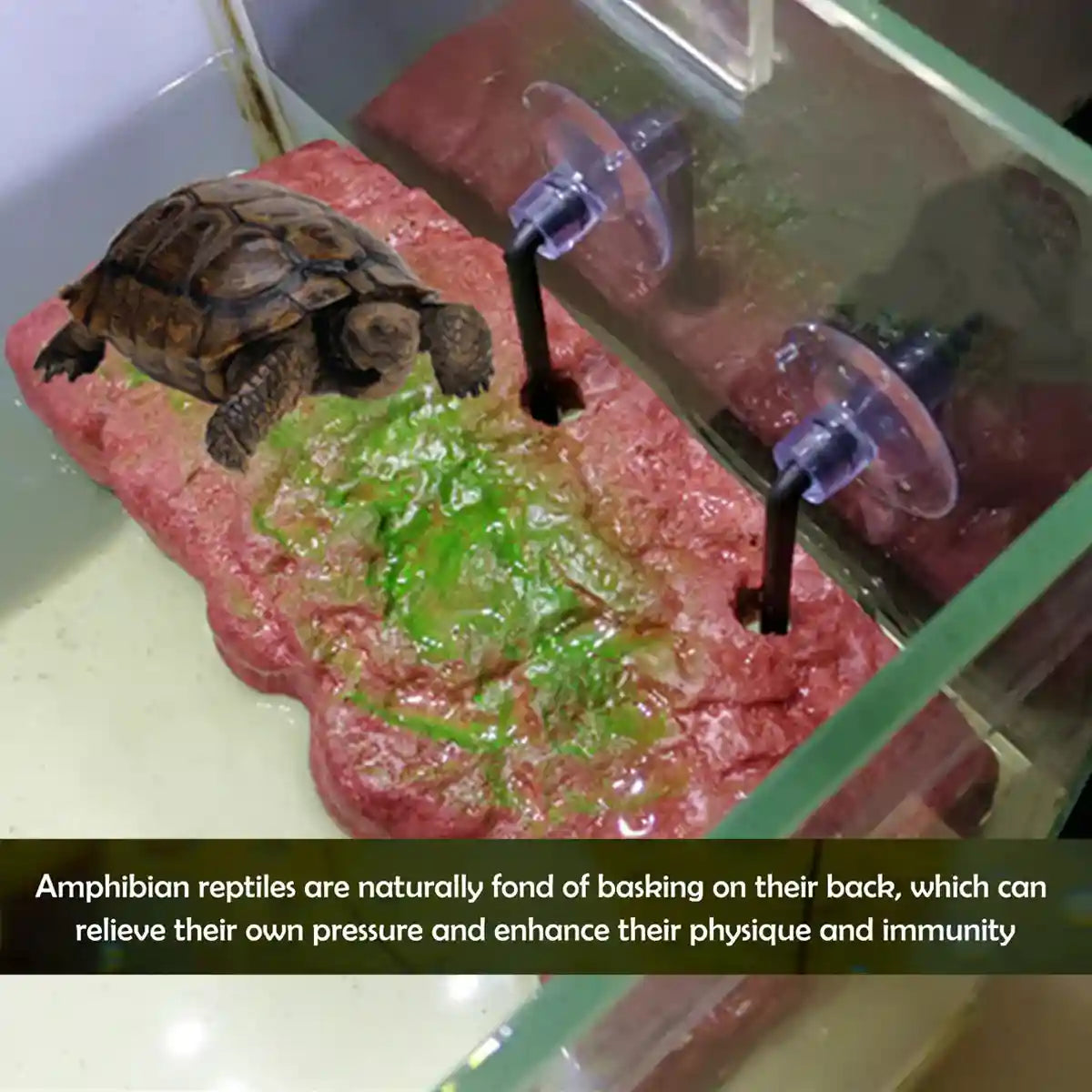 Pet Turtle Sunning Platform For Deep Water Tanks
