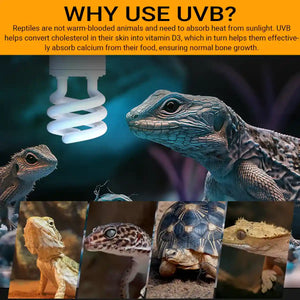 220v13W Climbing Pet UVB Calcium Energy-saving Lamp