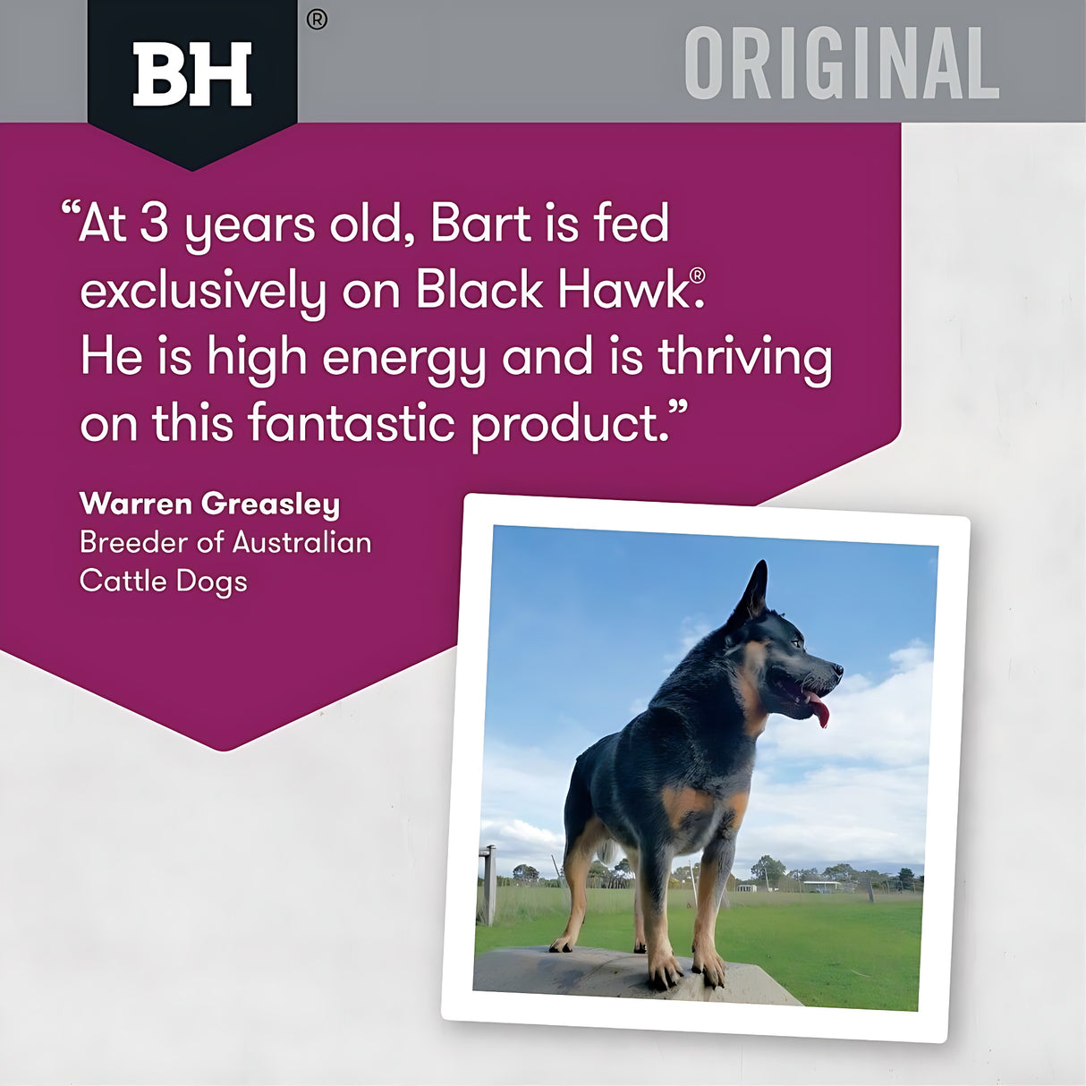 Black Hawk Dog Food Adult Lamb and Rice 3KG High Quality Premium Nutrition