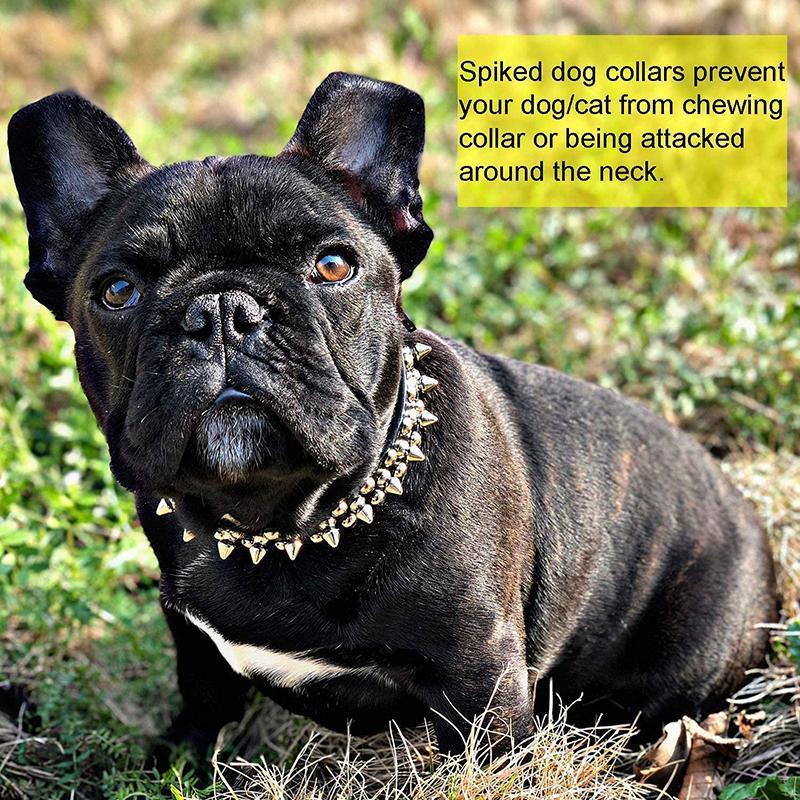 Studded Leather Dog Collar Stylish & Protective Designer Dog Collars