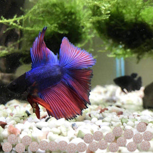 Efficient Fish Tank Filter Media Bacterial House Water Purification Filter Material