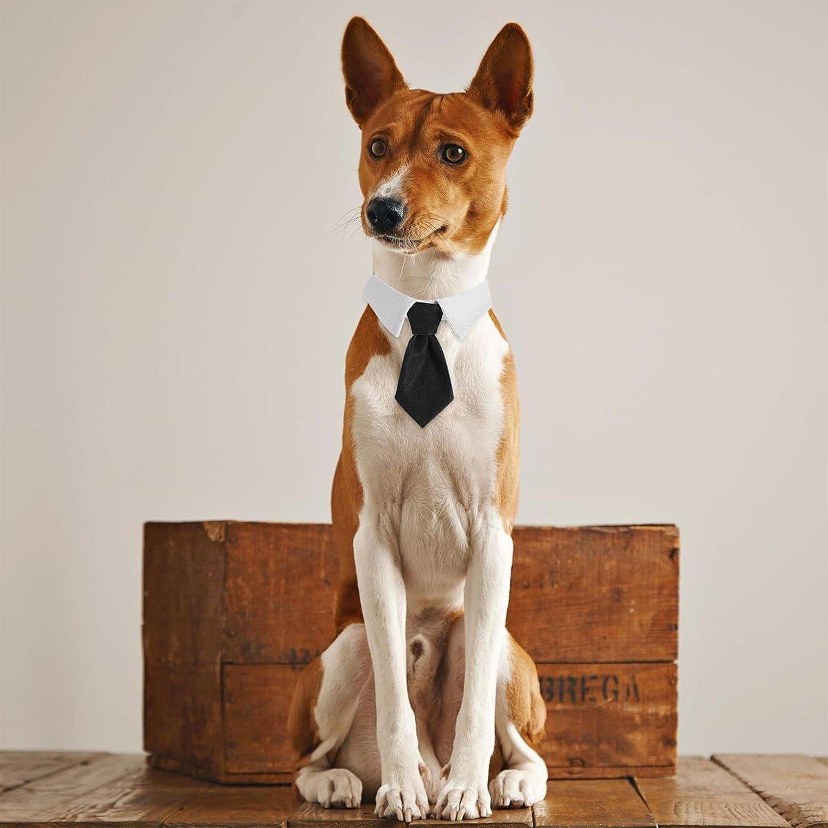 Designer Dog Collars & Designer Cat Collar Set Bow Tie and Necktie Design