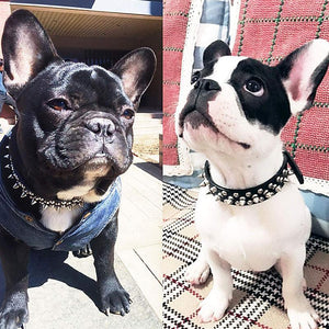 Studded Leather Dog Collar Stylish & Protective Designer Dog Collars