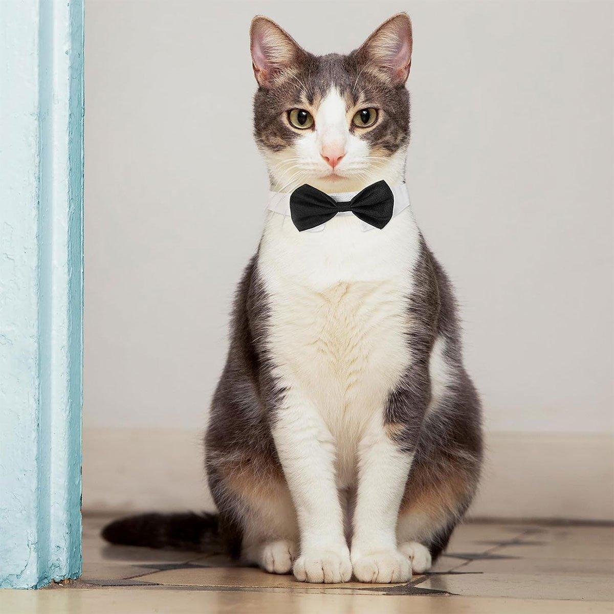 Designer Dog Collars & Designer Cat Collar Set Bow Tie and Necktie Design