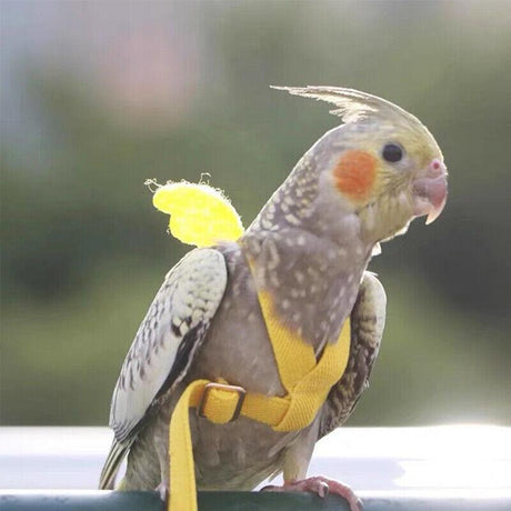 Adjustable Bird Harness for safe bird training and outdoor activities